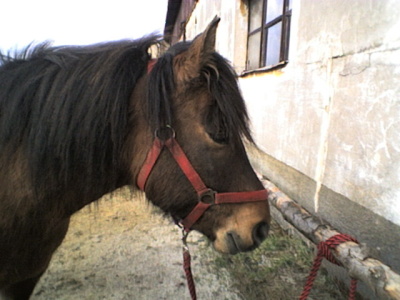 Vcvik jzdy na koni na farm v H. Slavkov