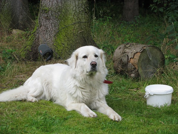 Tbor 2009 - na chat Hubertus