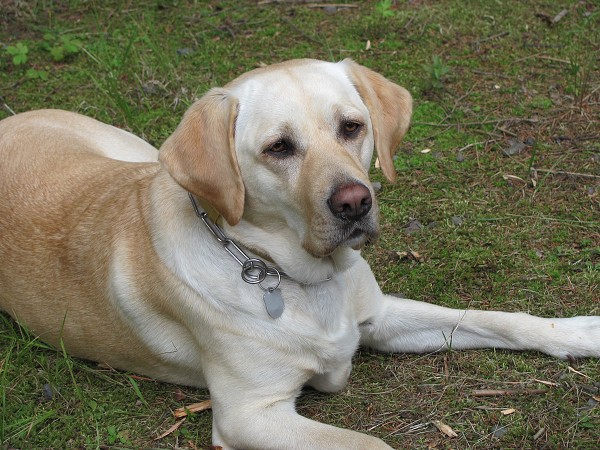 Tbor 2010 - na chat Hubertus